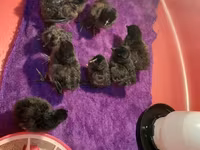 Chickens — 照片 3