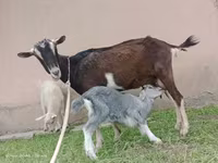 Ешкі, Alpine goat — 5-сурет