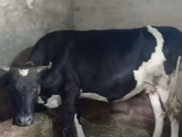 Sigir, Russian Black pied cattle