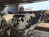 Bulle, Holstein-Rasse — Foto 1