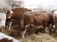 Buğa, Simmental cattle — foto 2