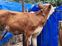 Сиыр, Simmental cattle — 2-сурет