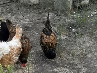 Chickens — photo 5