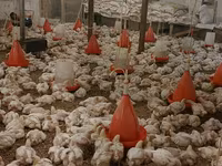 Chickens — 3-сурет