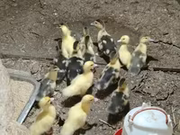 Ducks — 3-сурет