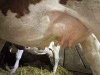 Kuh, Simmental cattle — Foto 4