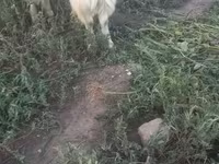 عنزة, Saanen goat — الصورة 3