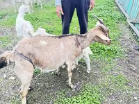 Goat, Alpine goat — photo 7