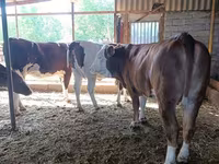 Kuh, Latvian Blue cattle — Foto 7