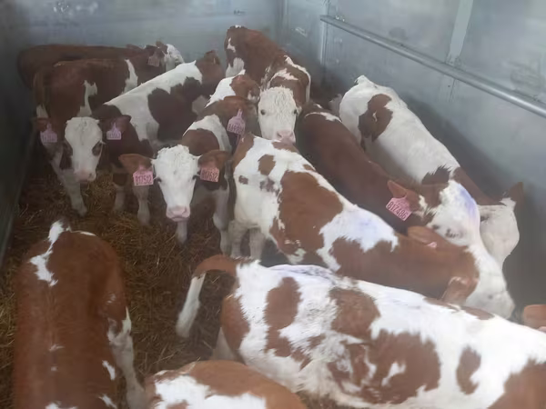 Bulle, Simmental cattle