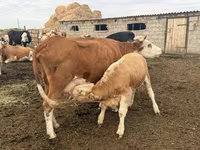 Сиыр, Simmental cattle — 2-сурет