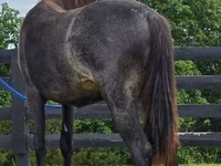 فرس, Rocky Mountain Horse — الصورة 5