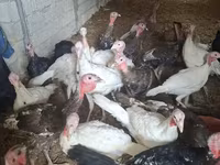 Turkeys — Foto 2