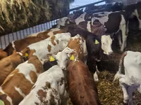 Bulle, Simmental cattle — Foto 3