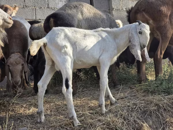 Ziegenbock, Beetal goats