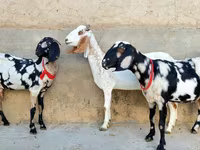 Коза, Beetal goats — фото 3