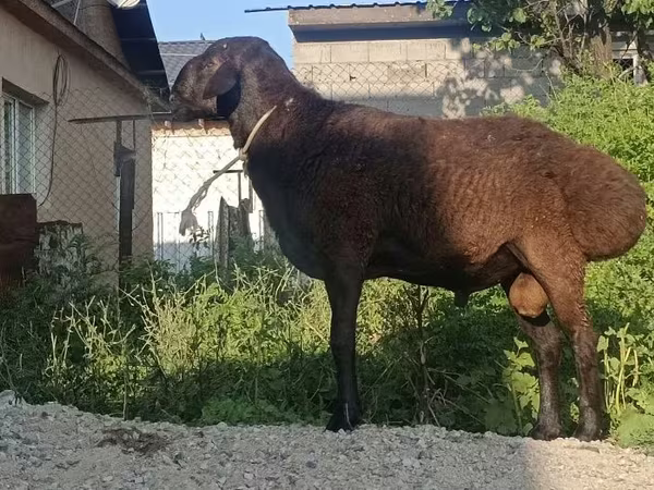 Баран, Hissar sheep