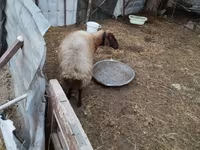 Widder, Blackheaded Persian sheep — Foto 7