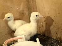 Turkeys — الصورة 2