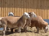Қошқар, Hissar sheep — 8-сурет