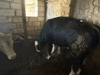 सांड, Simmental cattle — फ़ोटो 3