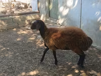 Sheep, Sheep — photo 1