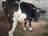 Kuh, Russian Black pied cattle — Foto 1