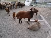 Ram, Sheep — photo 1