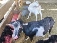 बकरा, Alpine goat — फ़ोटो 3