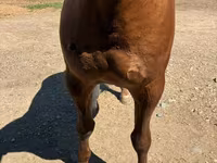 Caballo, Russian Don — foto 4