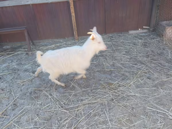 Ziege, Saanen goat