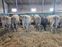 公牛, Limousin cow — 照片 2