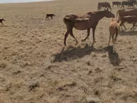 Hengst, Kazakh horse — Foto 3