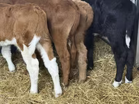 Rinder (Partie, Geschlecht nicht angegeben), Simmental cattle — Foto 1