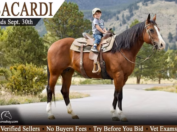 Madyan, Missouri foxtrotter