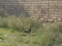 Chickens — foto 1