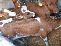 Bulle, Simmental cattle — Foto 1