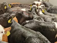 Rinder (Partie, Geschlecht nicht angegeben), Simmental cattle — Foto 6