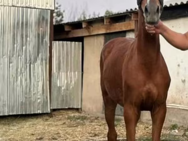 Mare, Anglo-Arabian