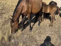 Stute, Kazakh horse — Foto 6