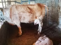 İnək, Latvian Blue cattle — foto 2