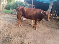 母牛, Red Estonian cattle — 照片 1