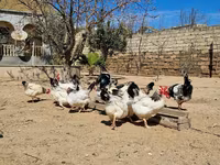 Chickens — foto 3