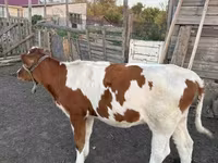 Toro, Simmental cattle — foto 1