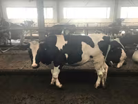 Kuh, Holstein-Rasse — Foto 5