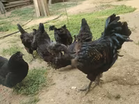 Chickens — 7-сурет