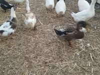 Ducks — Foto 3