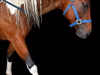 Hengst, Thoroughbred horse — Foto 1
