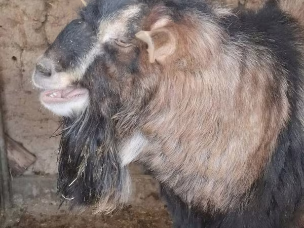 Ziegenbock, Alpine goat