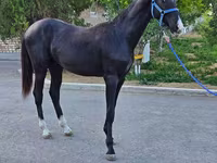 Hengst, Akhal-Teke — Foto 6